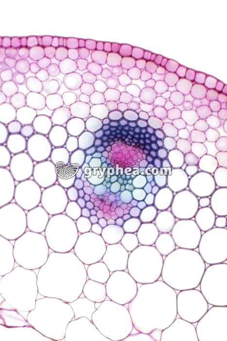 Tige de Renoncule CT x40 - gryphea.com
